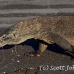 dragon_komodo_hsb_rinca_h_0922_kom2699.jpg